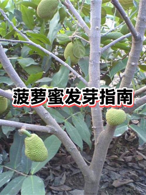 菠萝蜜种子泡多久发芽缩略图
