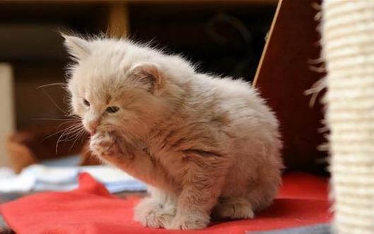 小猫送人了母猫会怎样截图