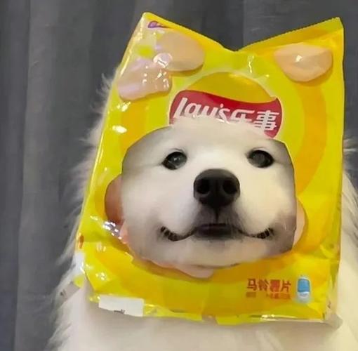 超萌头像动物