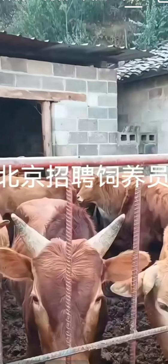 招聘宠物饲养员