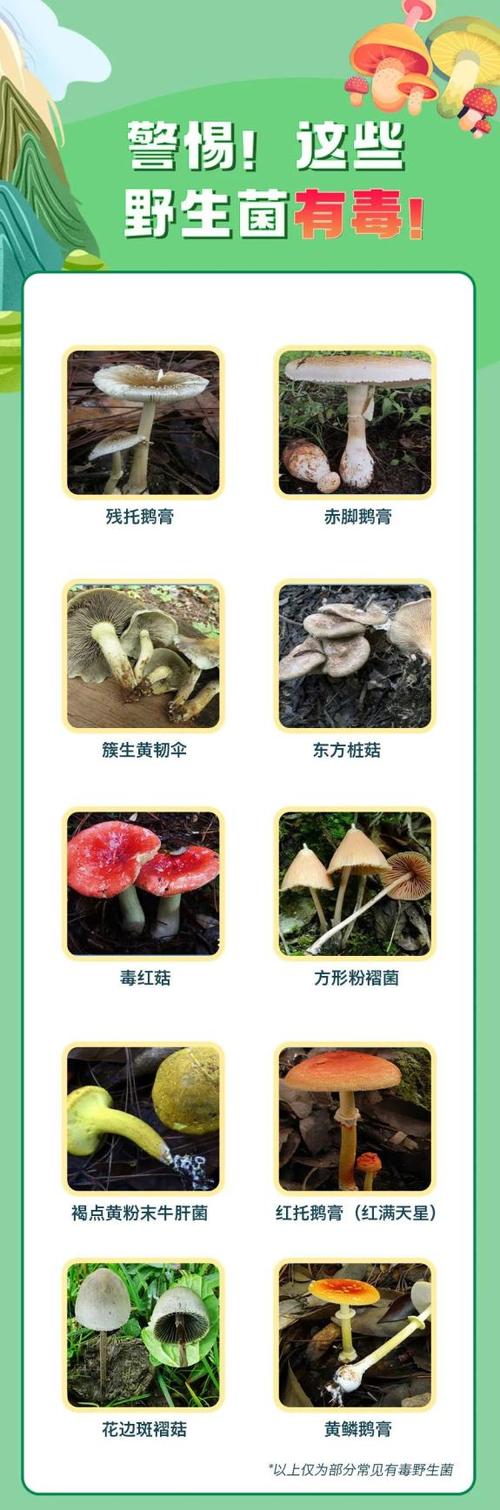 野蘑菇怎样识别有毒缩略图