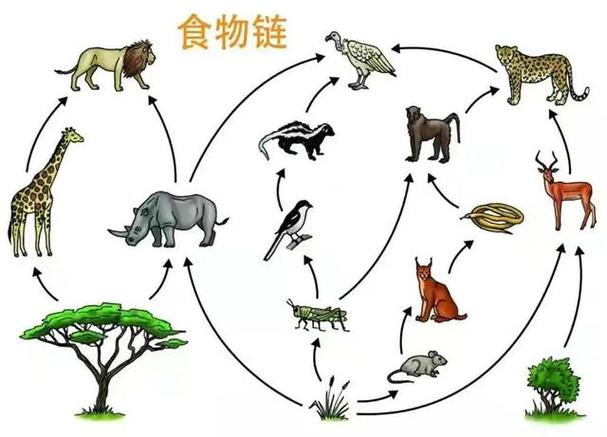 草原动物食物链示意图