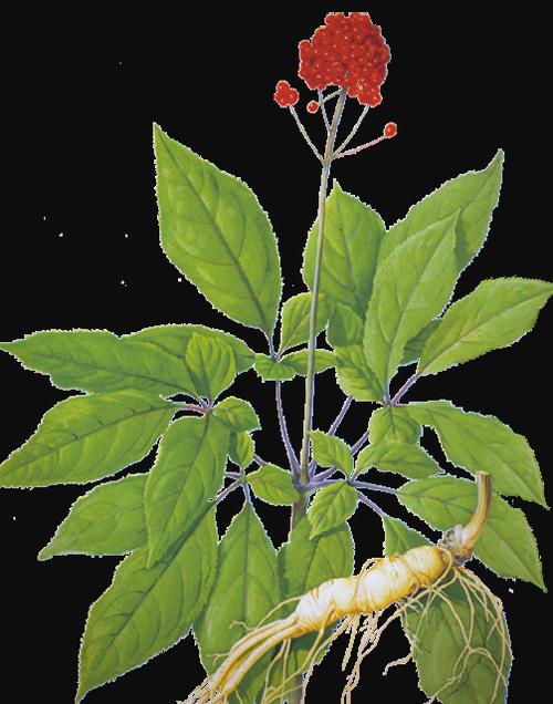 人参花芯截图