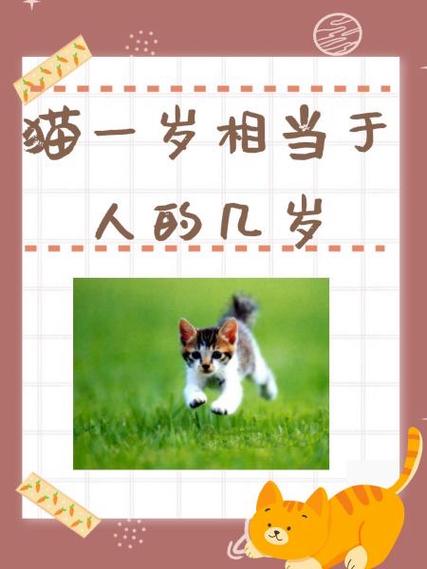 猫一岁相当于人的几岁游戏截图