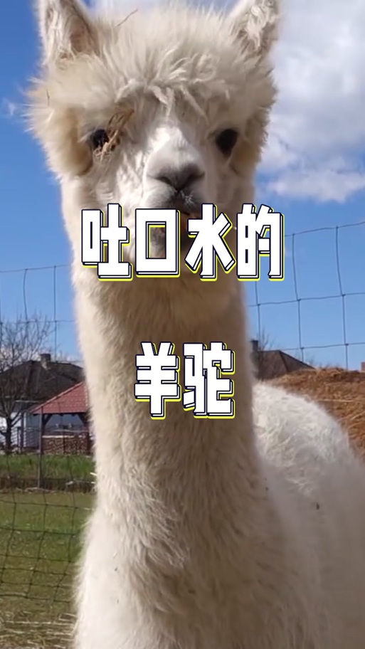 羊驼向你吐口水是什么意思