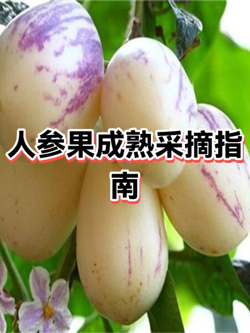 未熟的菠萝蜜摘下来放几天会熟图标