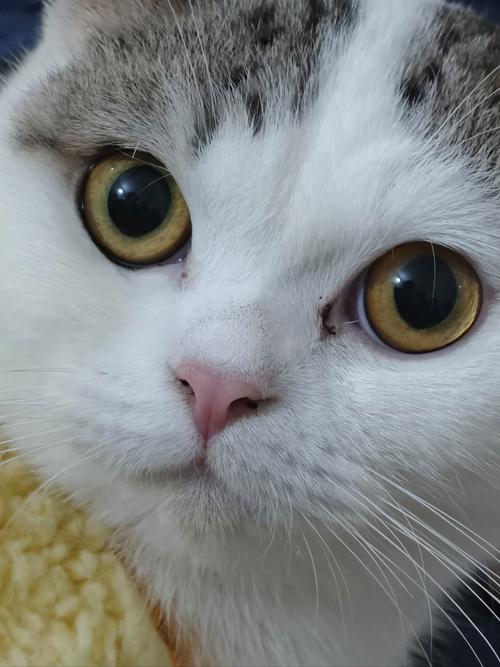 猫猫图
