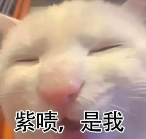 我是美女表情包