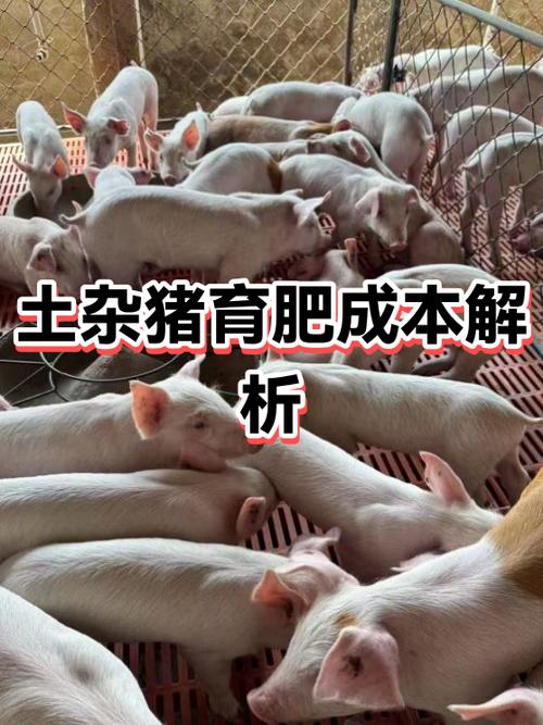 养50头猪需要多少成本