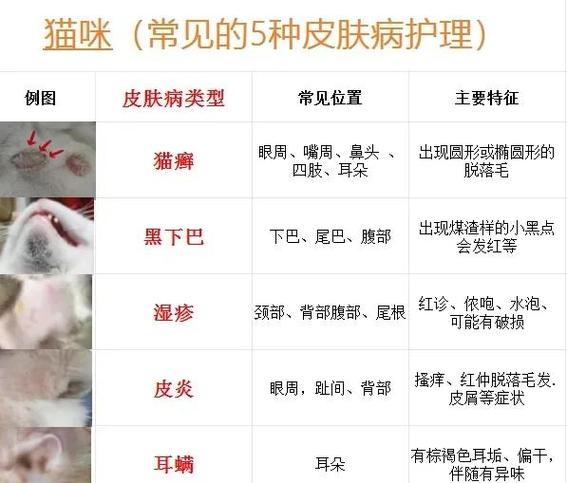 猫猫身上长疙瘩怎么回事