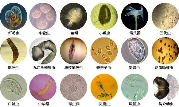 寄生虫有多少种截图