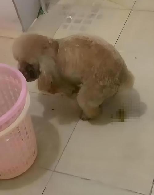 宠物在楼道内大小便截图