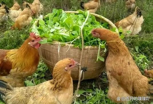 鸡吃甜食会怎么样呢