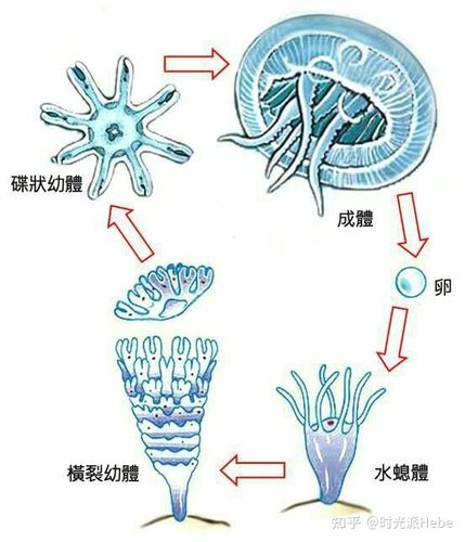 水母出现的时间缩略图