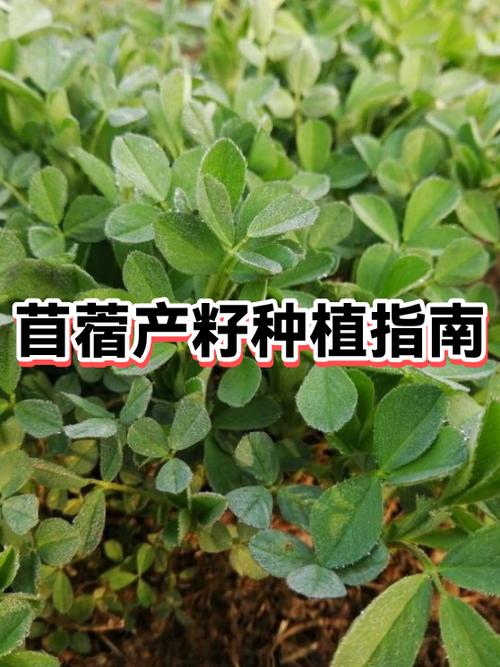 苜蓿草的种子价格截图