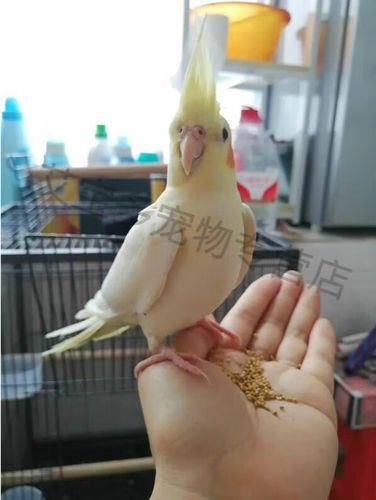 黄化鸟会说话吗