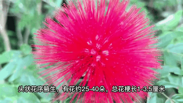 像毛球一样的叫什么花截图