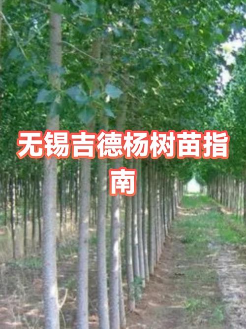 买树苗最靠谱三个平台截图