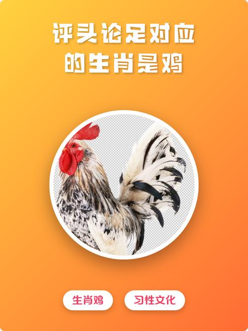 评头品足是高手准确生肖