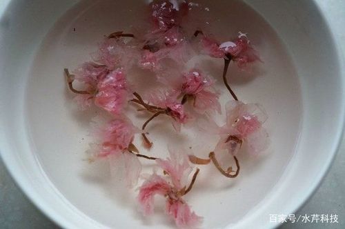 花瓣能干嘛用