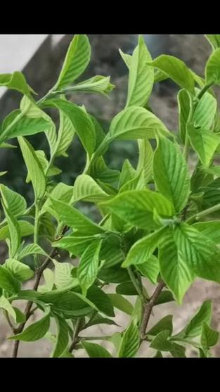 芊萝茶树长啥样图片大全