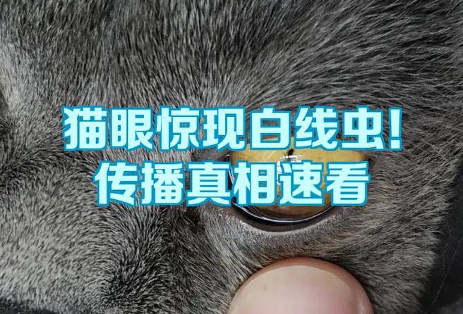 猫眼抢票缩略图