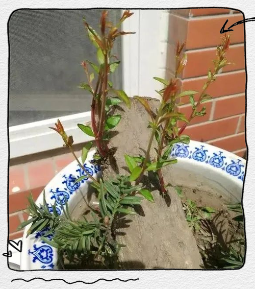 石榴树扦插视频截图