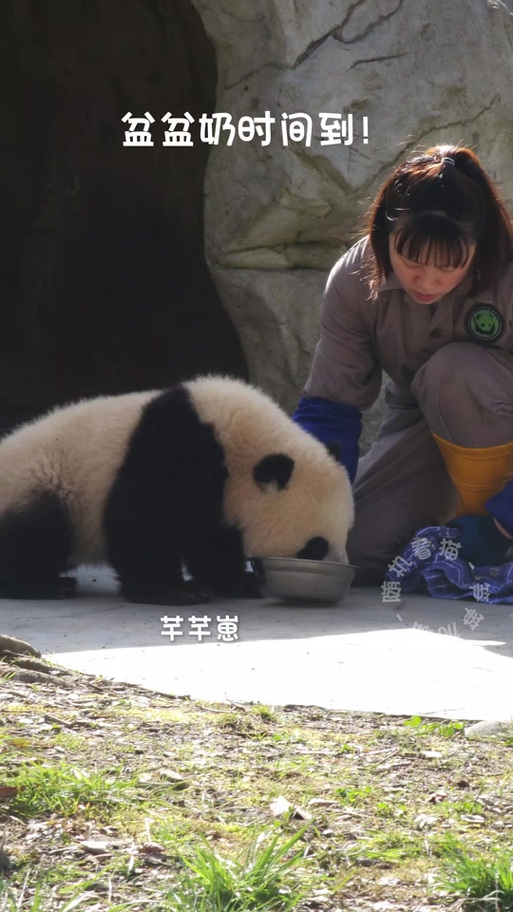 崽和仔哪个是儿子的意思缩略图