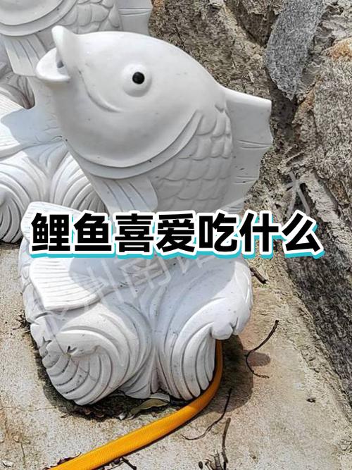 鲤鱼喂养吃什么食物