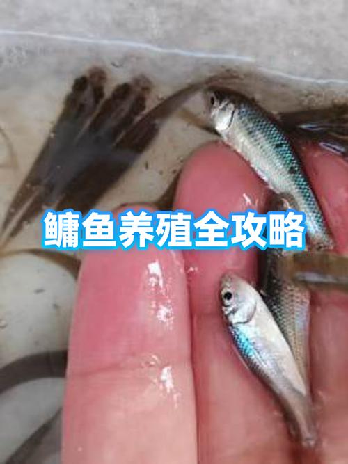 胖头鱼几月份最肥截图