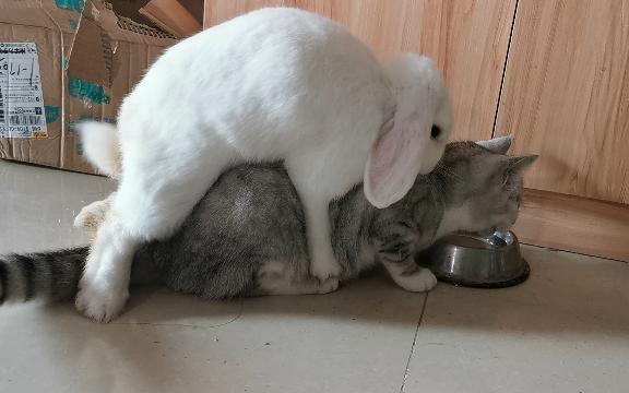 猫兔视频