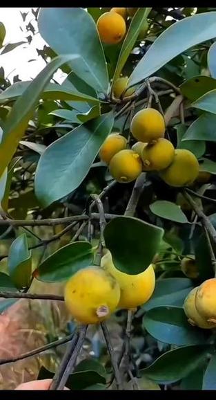 酸桐果