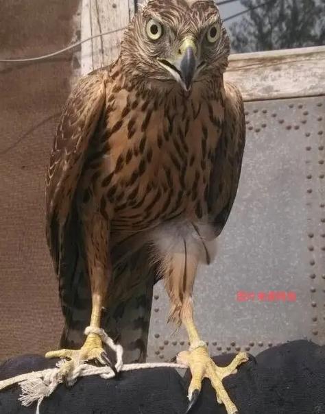 怎么诱捕老鹰缩略图