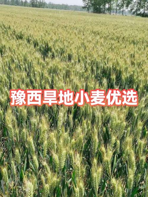 麦有几种哪种比较好