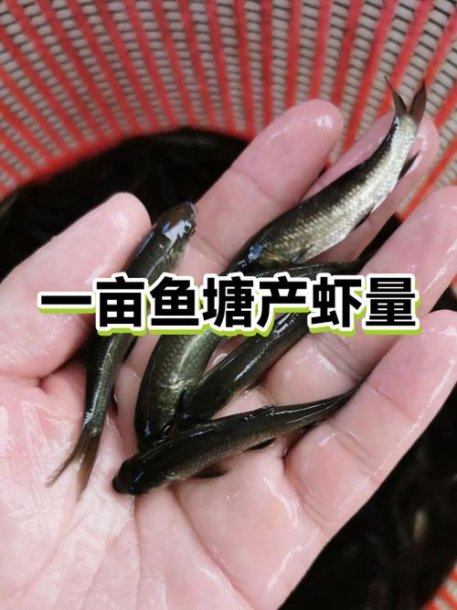 小龙虾二斤够两人吃吗