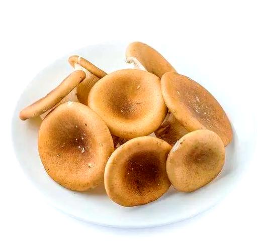 各种菌菇的图片缩略图