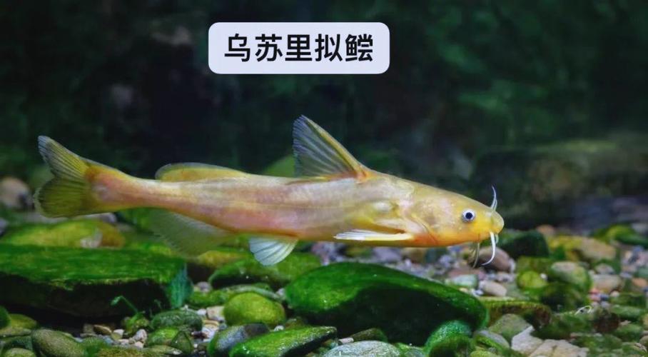 鲹科鱼类大全