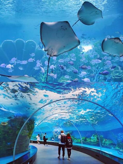 大娱海洋