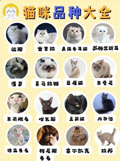 白猫都是什么品种