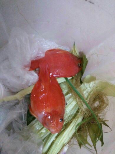 鹦鹉鱼缺氧多久会死