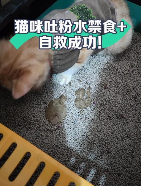 猫咪呕吐需要禁食禁水多久