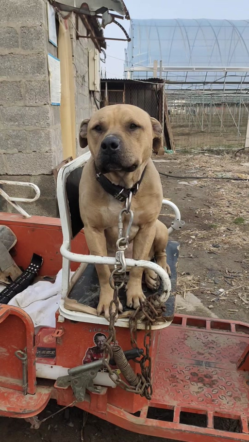 比特犬男子巴克