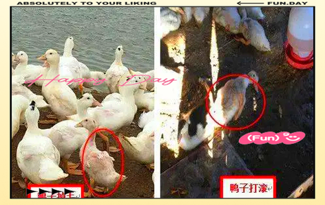 鹅黄病毒用什么药治疗缩略图