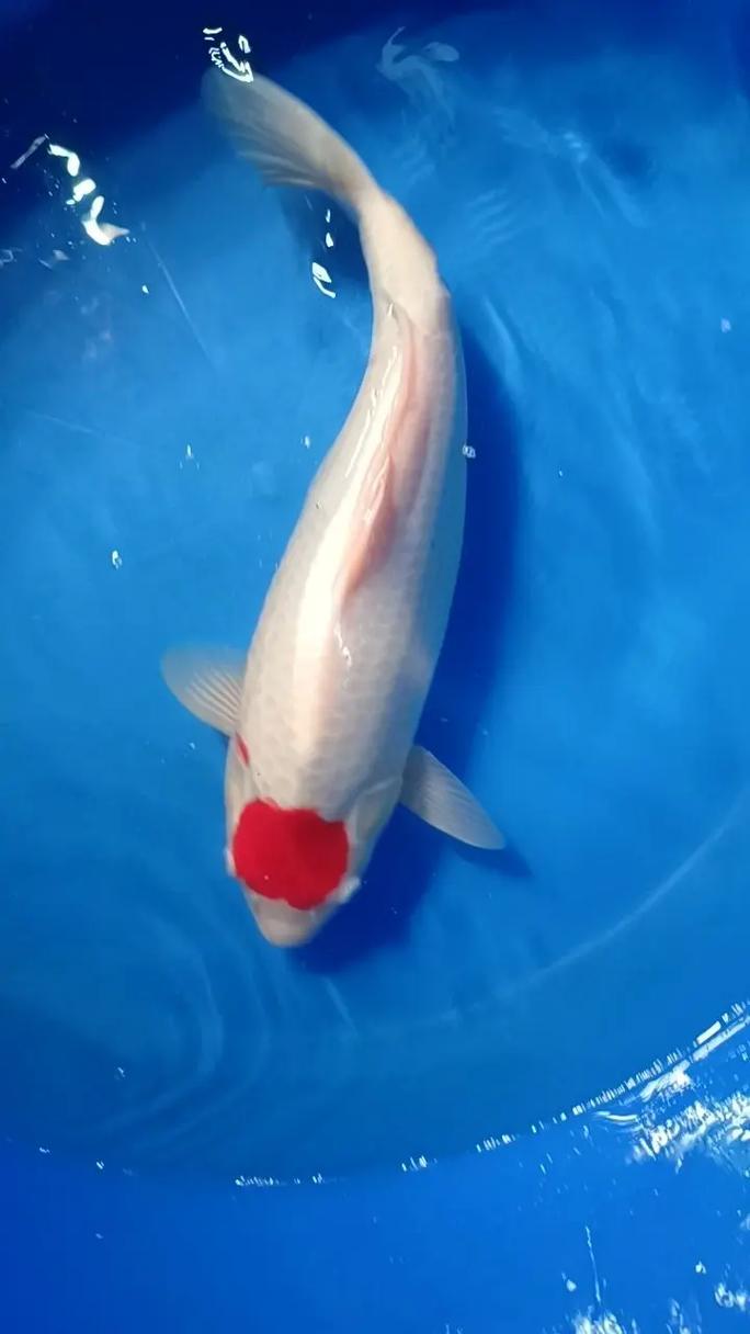 现量版锦鲤