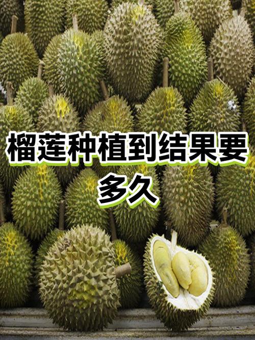 十大品种的榴莲