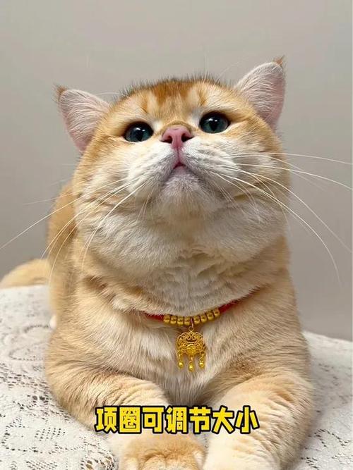 猫小金子视频