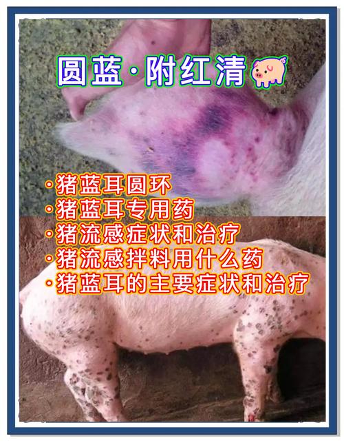 猪病毒和细菌病哪个爆发快截图
