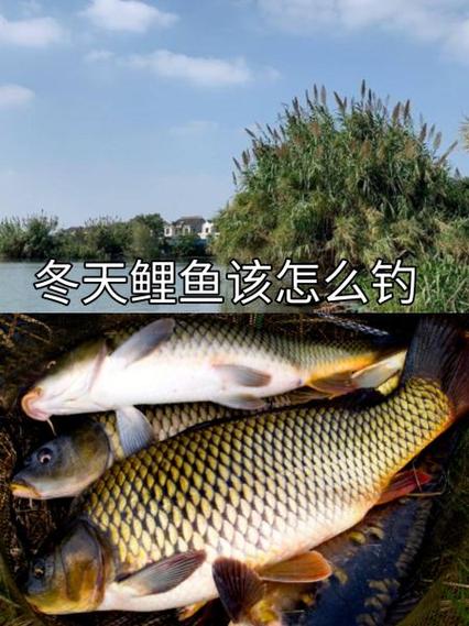 用4级鱼竿钓锦鲤最合吗