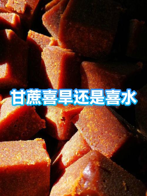 甘蔗喜旱还是喜水