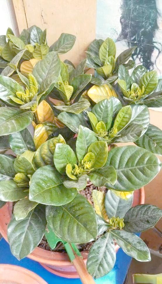栀子花叶子发黄病态图解